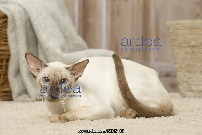  : Siamese cat indoors