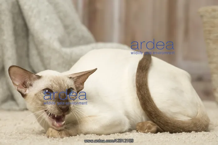  : Siamese cat indoors