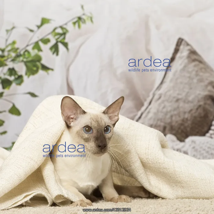  : Siamese cat indoors
