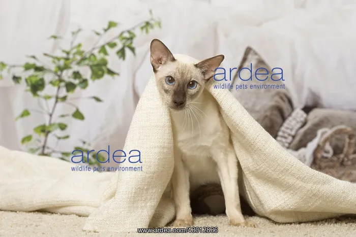  : Siamese cat indoors
