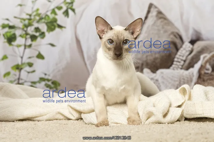  : Siamese cat indoors