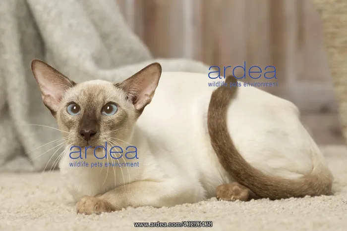  : Siamese cat indoors