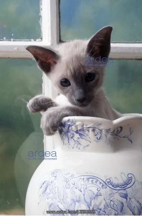  : SIAMESE CAT - kitten emerges from jug