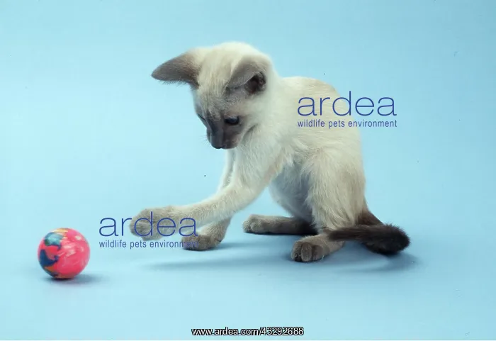 : SIAMESE CAT - kitten plays with ball : SIAMESE CAT - kitten plays with ball