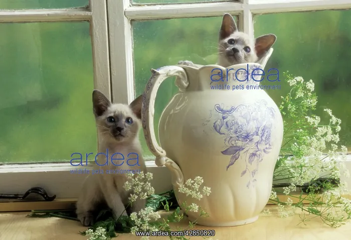  : Siamese Cat - two kittens, one in jug
