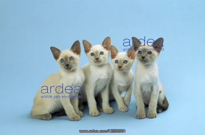  : Siamese Cat - kittens sitting in a row