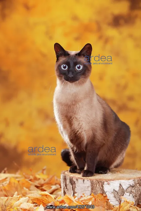 : Siamese cat old type, tomcat, seal-point, Thai cat : Siamese cat old type, tomcat, seal-point, Thai cat