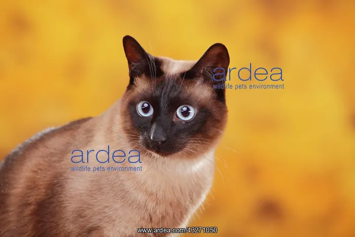: Siamese cat old type, tomcat, seal-point, Thai cat : Siamese cat old type, tomcat, seal-point, Thai cat