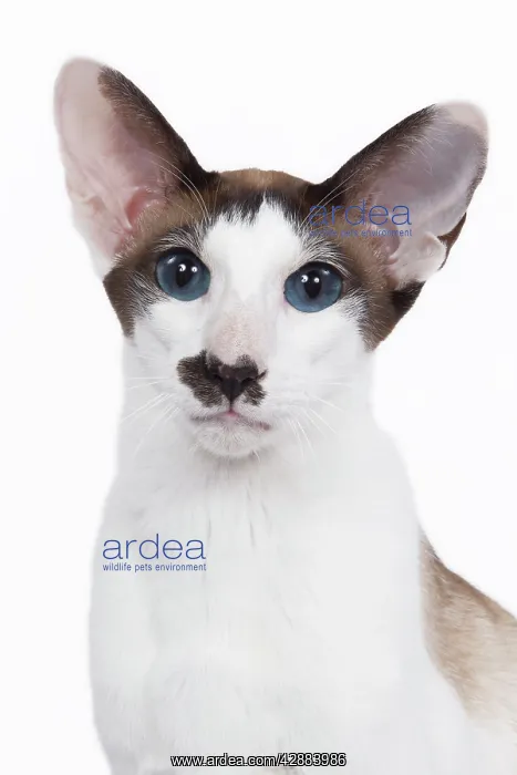 : Siamese Cat - seal point & white : Siamese Cat - seal point & white