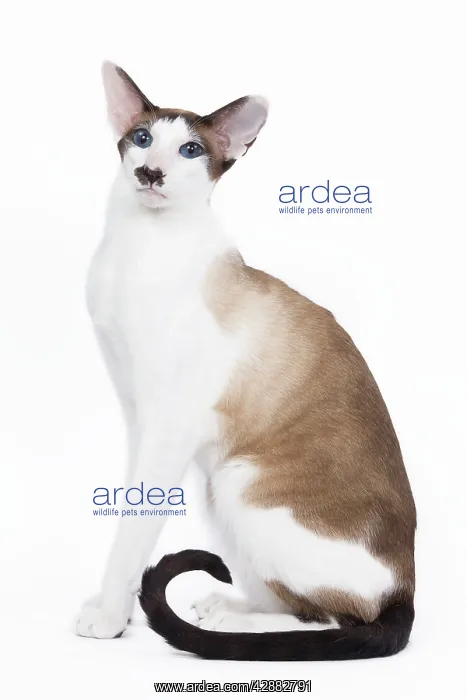: Siamese Cat - seal point & white with 'moustache' : Siamese Cat - seal point & white with 'moustache'