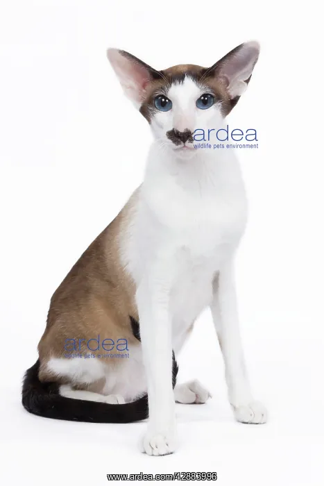 : Siamese Cat - seal point & white with 'moustache' : Siamese Cat - seal point & white with 'moustache'