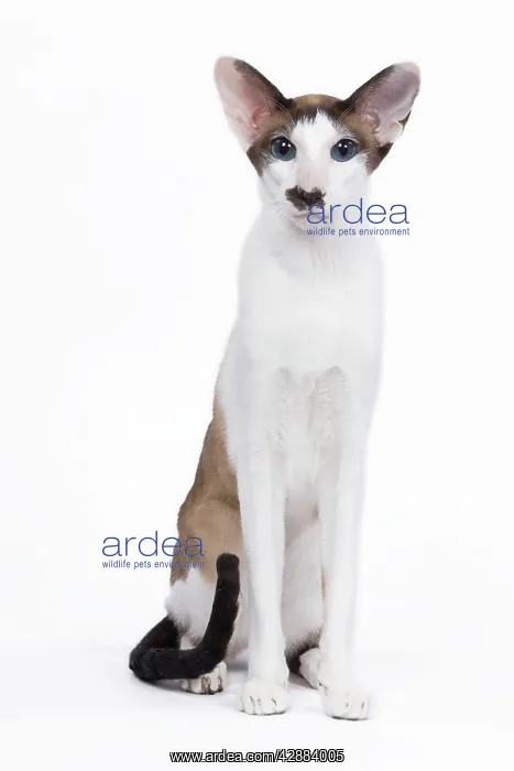 : Siamese Cat - seal point & white with 'moustache' : Siamese Cat - seal point & white with 'moustache'