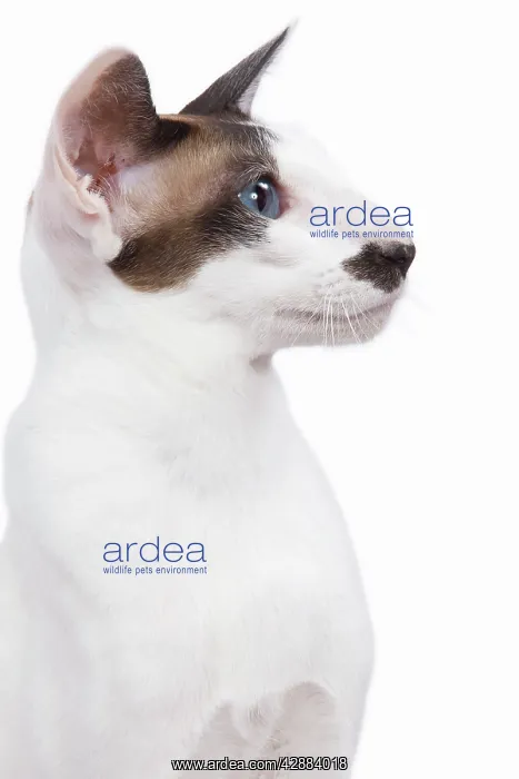 : Siamese Cat - seal point & white with 'moustache' : Siamese Cat - seal point & white with 'moustache'