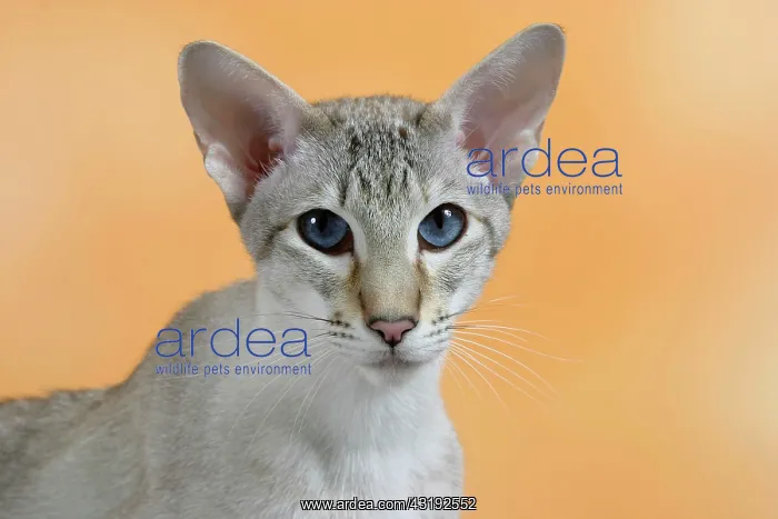 : Siamese Cat, seal-tortie-tabby-point : Siamese Cat, seal-tortie-tabby-point