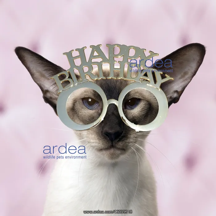 : Siamese Cat wearing happy birthday sunglasses / glasses : Siamese Cat wearing happy birthday sunglasses / glasses