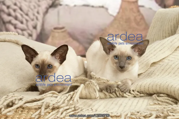 : Siamese cats indoors : Siamese cats indoors