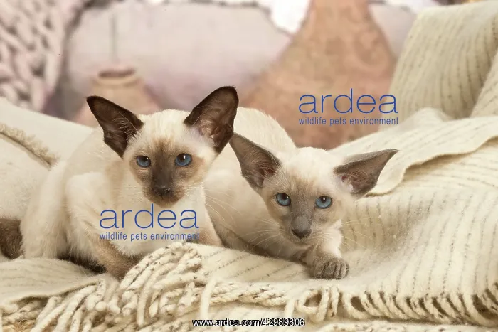 : Siamese cats indoors : Siamese cats indoors