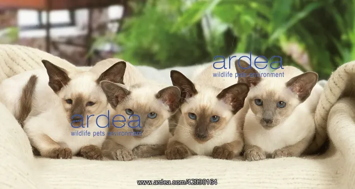 : Siamese cats indoors : Siamese cats indoors