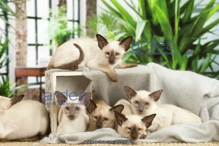 : Siamese cats indoors : Siamese cats indoors