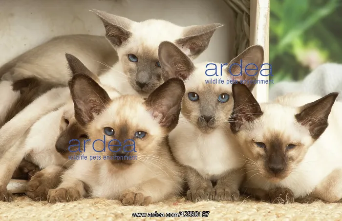 : Siamese cats indoors : Siamese cats indoors