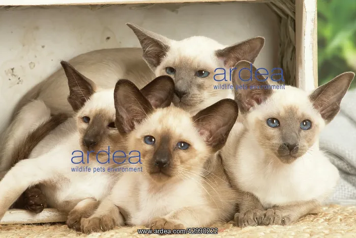 : Siamese cats indoors : Siamese cats indoors