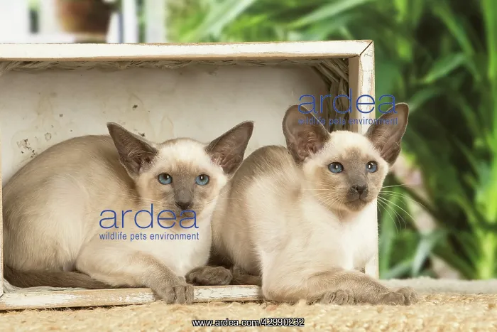  : Siamese cats indoors