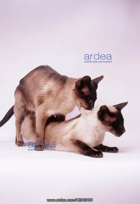  : Siamese cats - mating