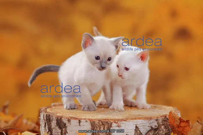  : Siamese cats old type, two kittens, blue-point and