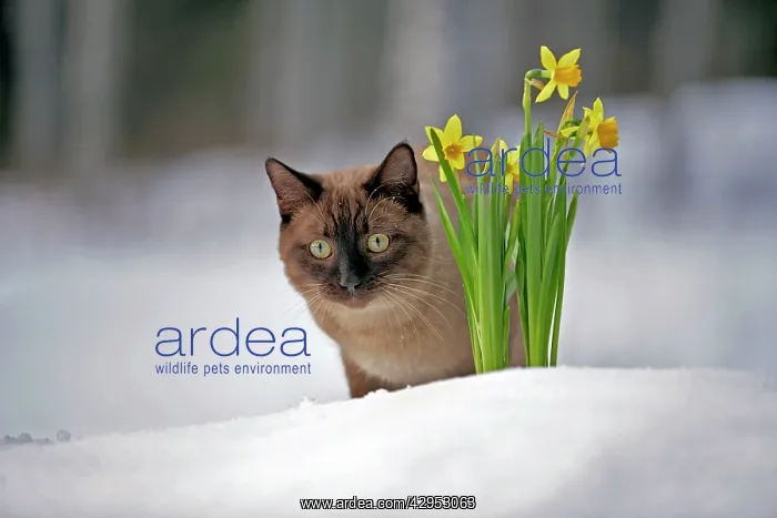 : Siamese chocolate point standing on snow by spring flowers : Siamese chocolate point standing on snow by spring flowers