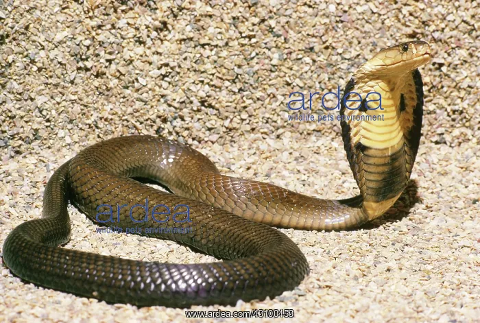 : Siamese Cobra : Siamese Cobra