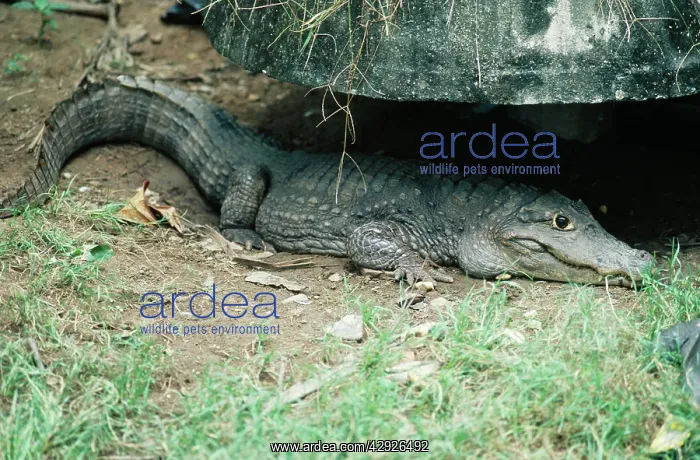 : Siamese Crocodile : Siamese Crocodile