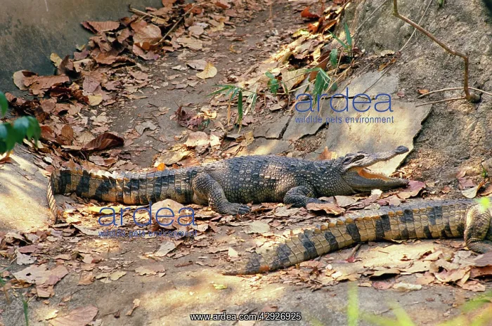 : Siamese Crocodile : Siamese Crocodile