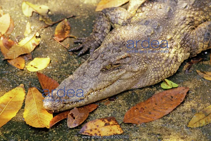 : Siamese CROCODILE : Siamese CROCODILE