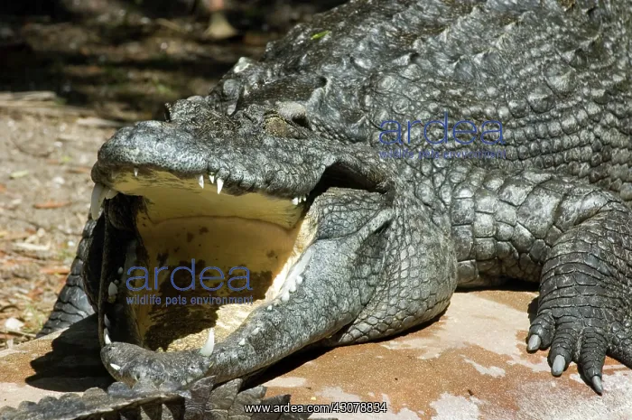 : Siamese Crocodile : Siamese Crocodile