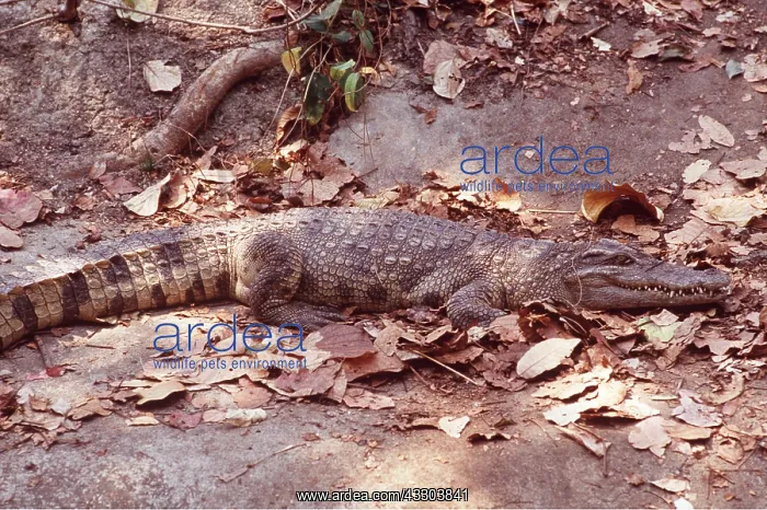 : SIAMESE CROCODILE : SIAMESE CROCODILE