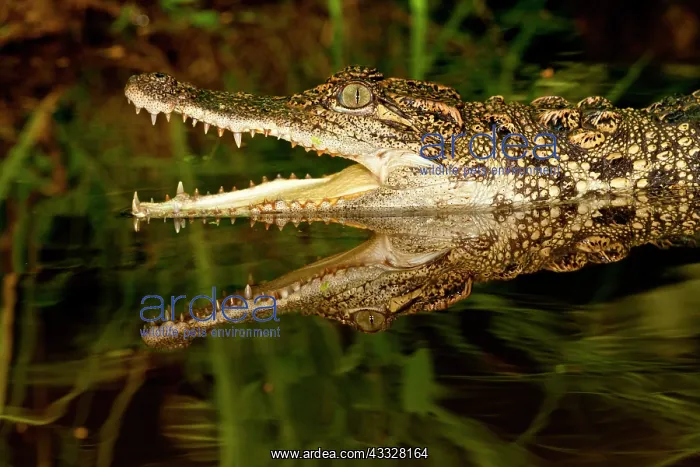 : Siamese Crocodile, Crocodylus siamensis : Siamese Crocodile, Crocodylus siamensis