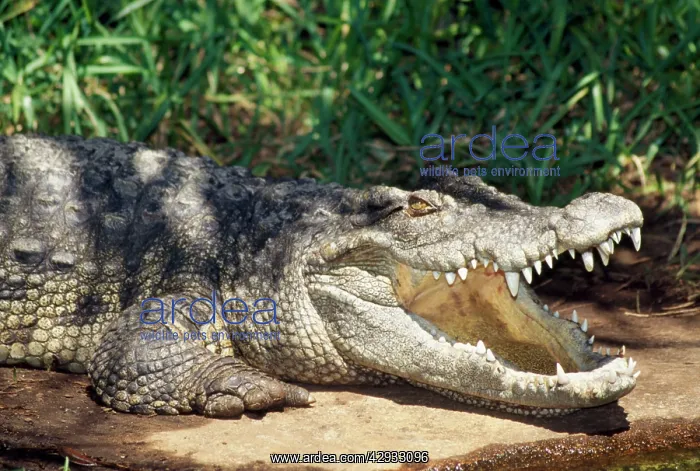 : Siamese Crocodile- mouth open : Siamese Crocodile- mouth open