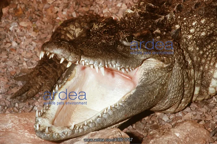 : SIAMESE CROCODILE - with mouth open : SIAMESE CROCODILE - with mouth open