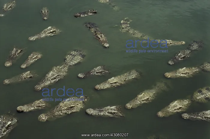 : Siamese Crocodiles : Siamese Crocodiles