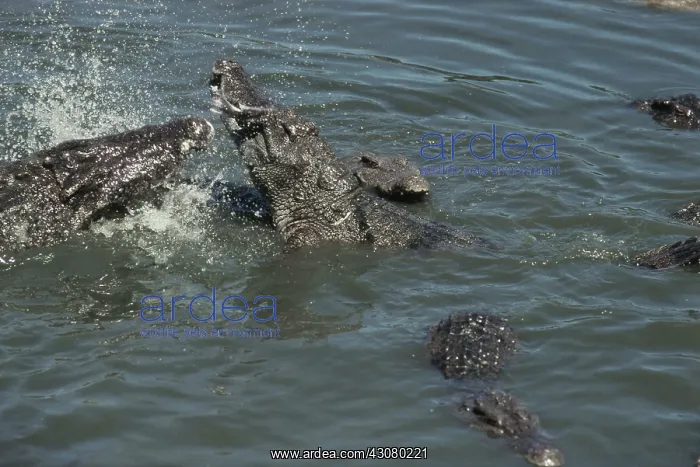 : Siamese Crocodiles : Siamese Crocodiles