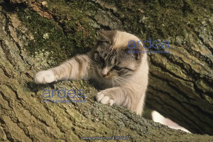 : Siamese cross kitten playing on a tree trunk : Siamese cross kitten playing on a tree trunk