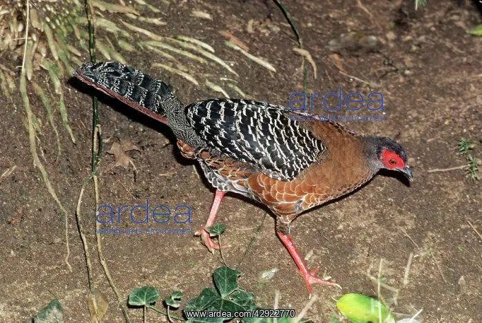 : Siamese / Diard's Fireback Pheasant - female : Siamese / Diard's Fireback Pheasant - female