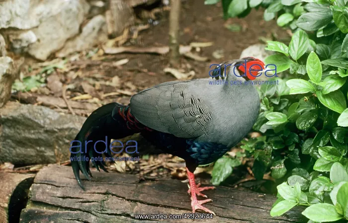 : Siamese / Diard's Fireback Pheasant - male : Siamese / Diard's Fireback Pheasant - male