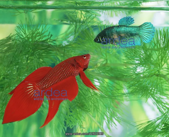 : Siamese Fighting Fish : Siamese Fighting Fish