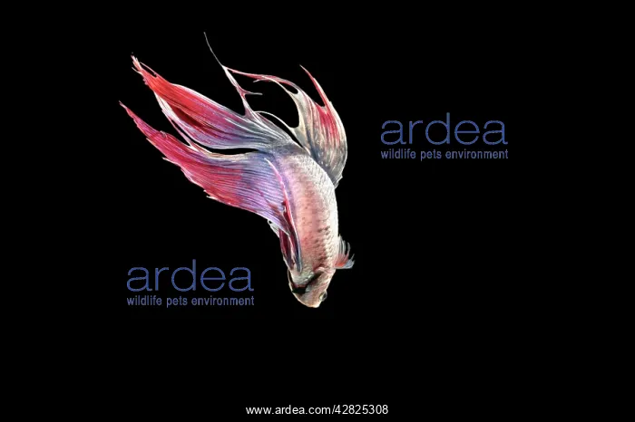  : Siamese Fighting Fish