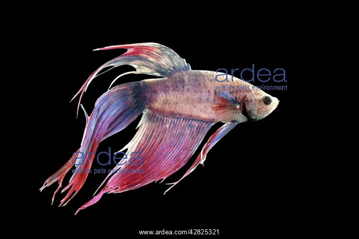 : Siamese Fighting Fish : Siamese Fighting Fish