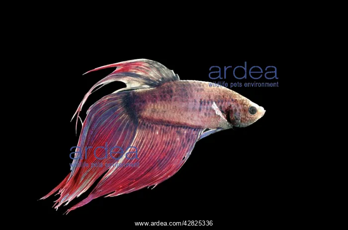 : Siamese Fighting Fish : Siamese Fighting Fish