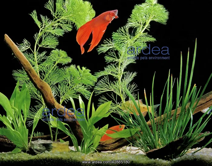 : Siamese Fighting Fish : Siamese Fighting Fish