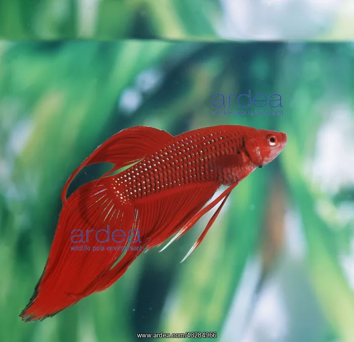 : Siamese Fighting Fish : Siamese Fighting Fish