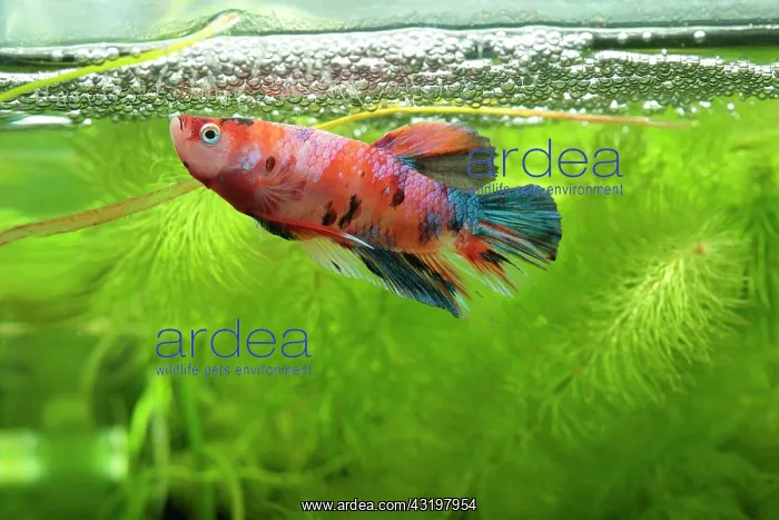 : Siamese fighting fish (Betta splendens) Fighting : Siamese fighting fish (Betta splendens) Fighting